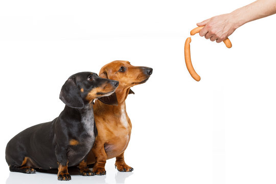 hungry couple of dachshund with treat