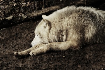 Fototapeta premium Artic wolf