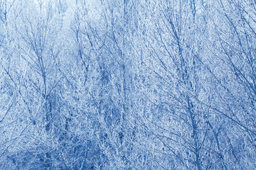 winter grass covered with hoarfrost , icy branches winter macro