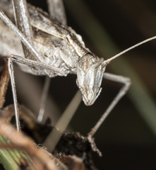 locust, grasshopper in natural habitat