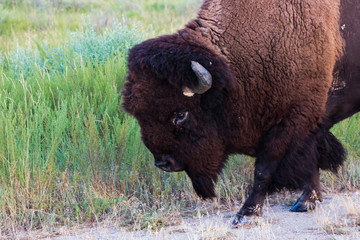 American Bison walking close by