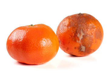 fresh and damaged tangerine isolated on white background