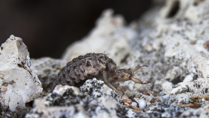 ant lion on soil
