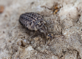 ant lion on soil
