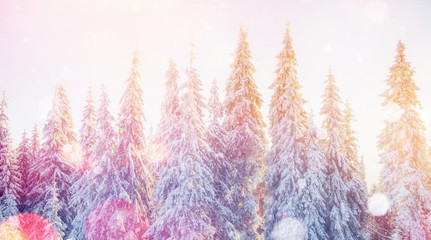 magical winter landscape, background with some soft highlights a