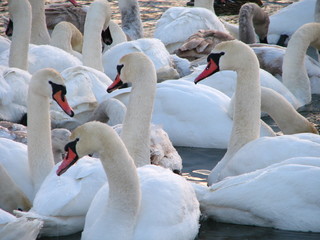 Obraz premium white swans in the water