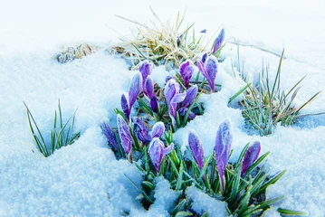 Photo sur Plexiglas Crocus Spring crocuses in melting snow