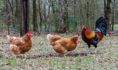 Rooster and hens foraging in the yard.  Free range chickens enjoying hunting for grubs.