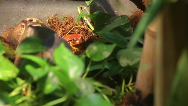 Red frog among leaves. Nature video. 4K, 3840*2160, high bit rate, UHD