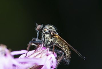 asilidae on a meadow, in a native habitat