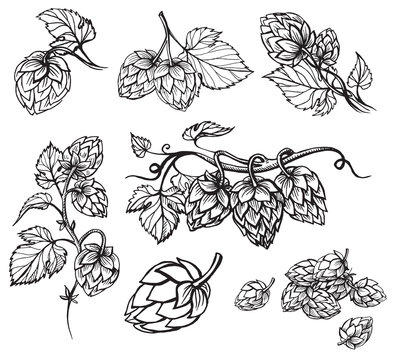 Hand drawn engraving style Hops set. Common hop or Humulus lupulus branch with leaves and cones. Vector illustration