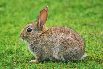 Wildkaninchen auf der Insel Amrum