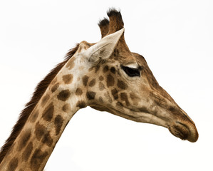 portrait of a giraffe