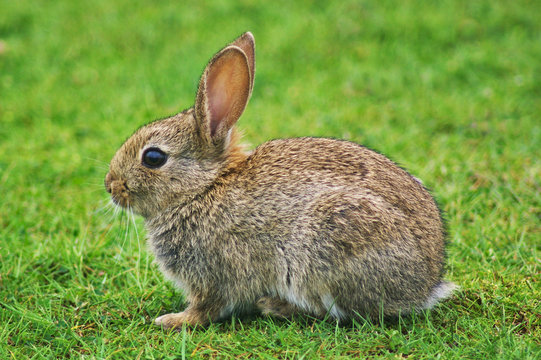 Wildkaninchen auf der Insel Amrum