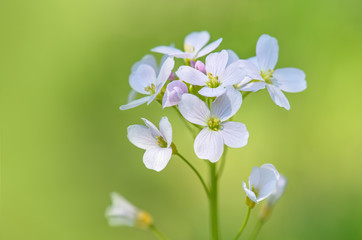 Schaumkraut detail Nahaufnahme, Cardamine pratensis Pflanze blühen 