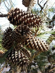 Cones Pine near the river on blue sky background, closeup