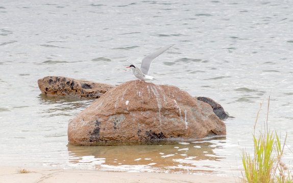 Sabine&rsquo;s Gull bird sitting on a stone in the sea
