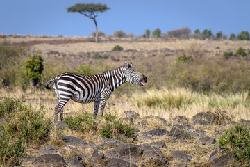 Fototapeta na wymiar Zebra calling to other zebras crossing the Mara River, Masai Mara, Kenya, East Africa