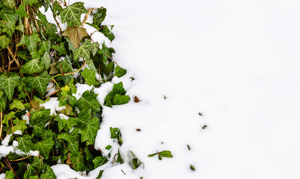  Sudden winter. Green ivy leaves and snow.