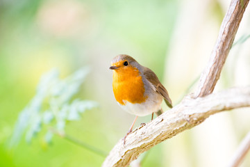 Fototapeta premium A little robin in the garden with green background. Redbreast. Rubecula Erithacus.