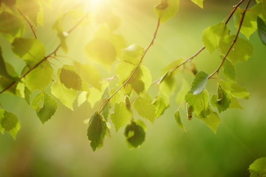 Sunny young green spring leaves of birch tree, natural eco seasonal background with copy space