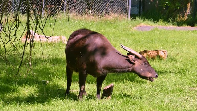 Anoa also known as midget buffalo feeding on grass in Zoo. Nature video. 4K, 3840*2160, high bit rate, UHD