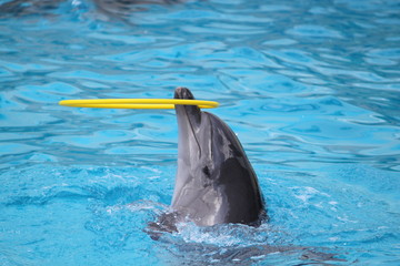 Dolphins swiming in pool and playing with toy