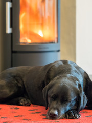 An adult black Labrador retriever dog sleeping in front of the fire