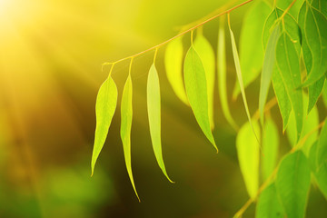 Eucalyptus green leaves abstract background with sun shining and copy space
