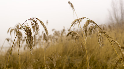Obraz premium reed in winter