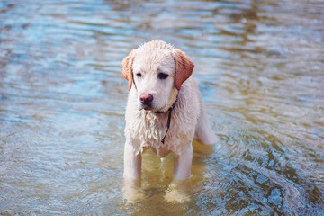 Funny labrador first bathes in the river