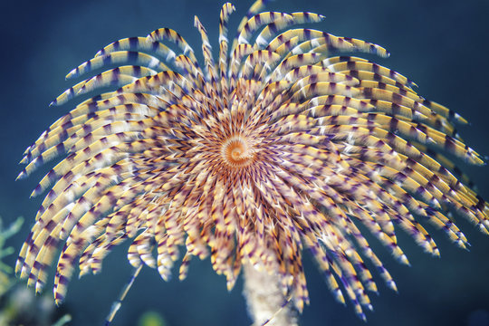 Eunice gigantea, Adriatic Sea, Croatia, Europe