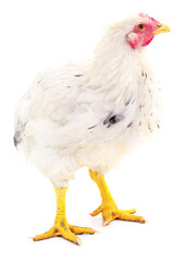 white hen isolated.