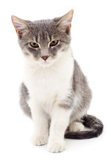 Kitten on white background.