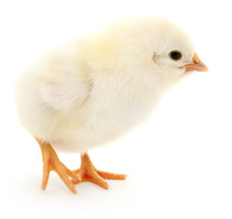 Small yellow chicken