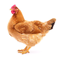 Brown hen isolated.