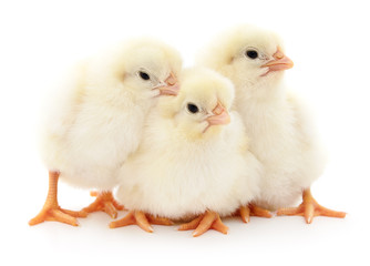 Fototapeta premium Three cute chicks.