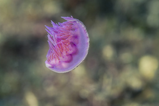 Pink flabellina, Adriatic Sea, Dalmatia, Croatia