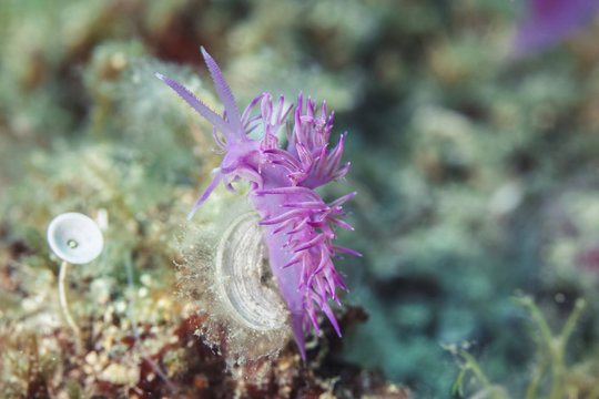 Pink flabellina, Adriatic Sea, Dalmatia, Croatia