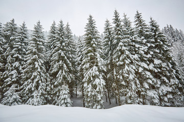 Winter landscape in the mountains