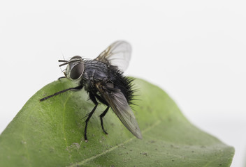 Diptera