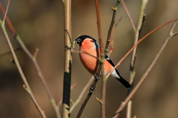 Gimpel auf einem Zweig