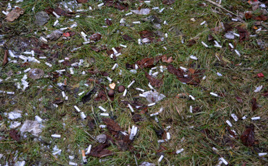 a lot of cigarette butts on the grass, pollution, garbage, harmful unhealthy habits