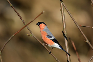 Aufmerksames Gimpel-Männchen