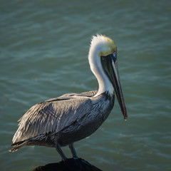 Pelican