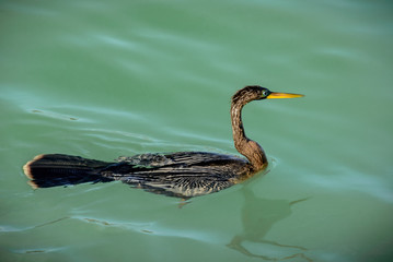 Anhinga
