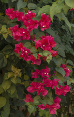 beautiful bougainvillea branch in the shade