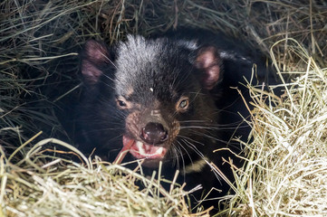 Tasmanian Devil in straw, a rare predator living only in Tasmania, Australia