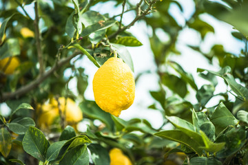 Ripe lemon fruits hanging on branch