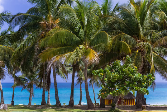 Kubanischer Strand mit Palmen und Strandhütte in Cayo Santa Maria Kuba - Serie Kuba Reportage